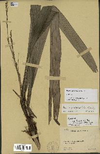 spécimen de Dypsis angustifolia