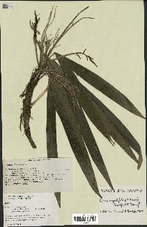 spécimen de Dypsis angustifolia