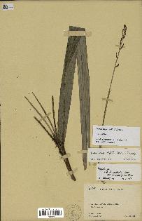 spécimen de Dypsis angustifolia