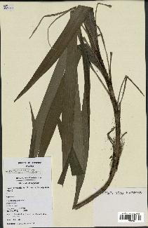 spécimen de Dypsis angustifolia