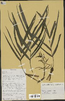 spécimen de Dypsis angusta