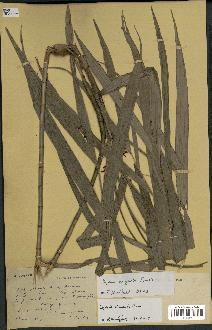 spécimen de Dypsis angusta