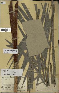spécimen de Dypsis andrianatonga