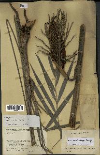 spécimen de Dypsis andrianatonga