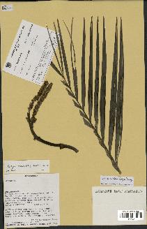 spécimen de Dypsis andrianatonga