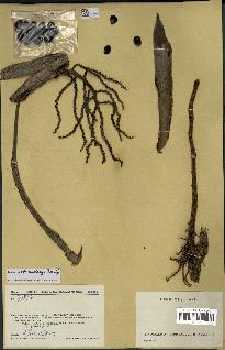 spécimen de Dypsis andrianatonga