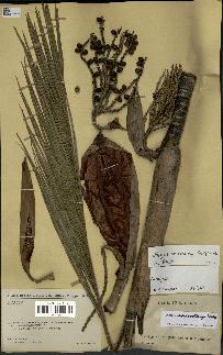 spécimen de Dypsis andrianatonga