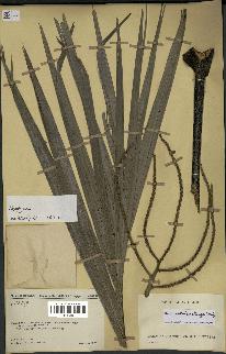 spécimen de Dypsis andrianatonga