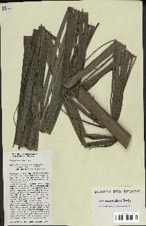 spécimen de Dypsis ampasindavae