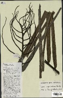 spécimen de Dypsis ampasindavae