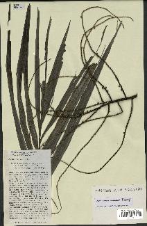 spécimen de Dypsis ampasindavae