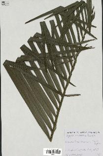 spécimen de Dypsis ambositrae