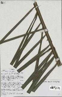 spécimen de Dypsis ambositrae