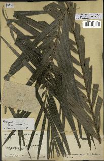 spécimen de Dypsis heteromorpha