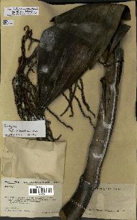 spécimen de Dypsis heteromorpha
