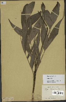 spécimen de Dypsis forficifolia