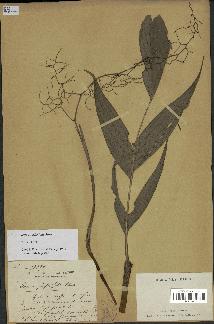 spécimen de Dypsis forficifolia