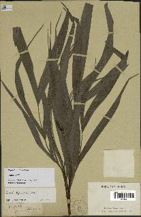 spécimen de Dypsis forficifolia