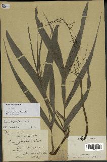spécimen de Dypsis forficifolia