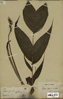 spécimen de Dypsis forficifolia