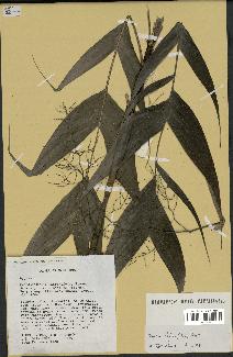 spécimen de Dypsis forficifolia