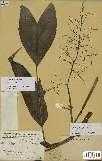 spécimen de Dypsis forficifolia
