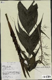 spécimen de Dypsis forficifolia
