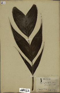 spécimen de Dypsis forficifolia