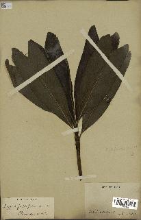 spécimen de Dypsis forficifolia