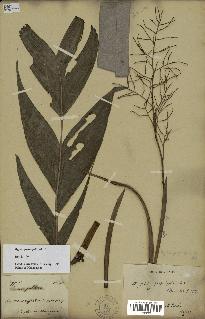 spécimen de Dypsis forficifolia