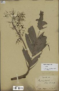 spécimen de Dypsis forficifolia