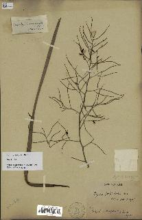 spécimen de Dypsis forficifolia