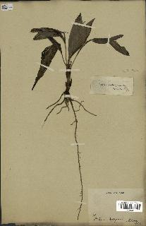 spécimen de Dypsis forficifolia