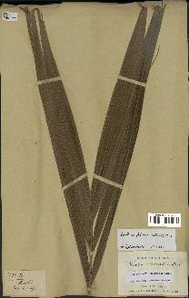 spécimen de Dypsis fibrosa