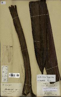 spécimen de Dypsis fibrosa