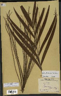 spécimen de Dypsis fibrosa