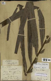 spécimen de Dypsis fibrosa