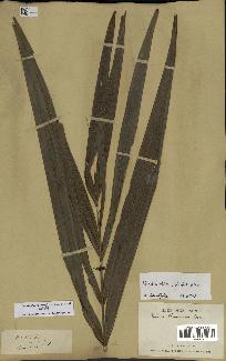 spécimen de Dypsis fibrosa