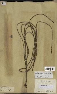 spécimen de Dypsis fibrosa