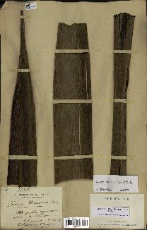 spécimen de Dypsis fibrosa