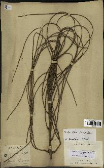 spécimen de Dypsis fibrosa