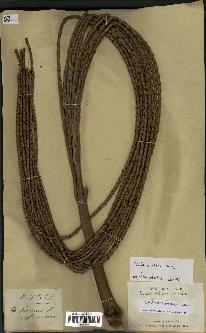 spécimen de Dypsis fibrosa