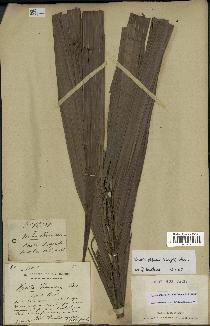 spécimen de Dypsis fibrosa