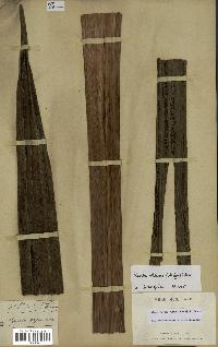 spécimen de Dypsis fibrosa