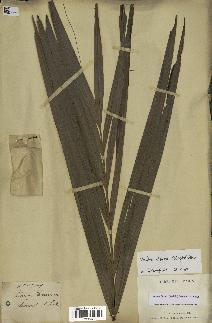 spécimen de Dypsis fibrosa