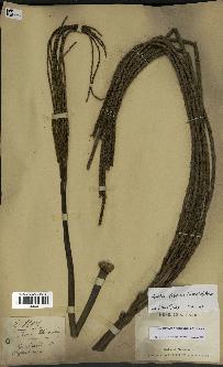 spécimen de Dypsis fibrosa
