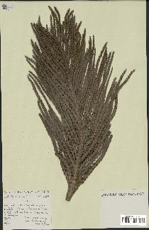 spécimen de Laccosperma secundiflorum