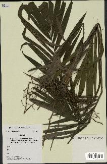spécimen de Laccosperma secundiflorum