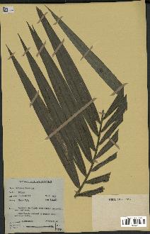 spécimen de Calamus deerratus