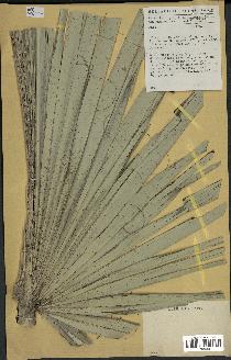 spécimen de Hyphaene sp.